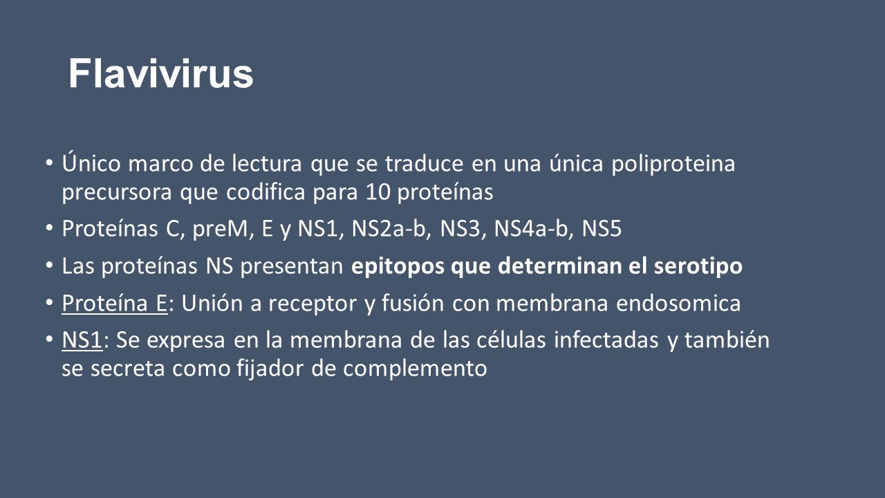 Flavivirus Único marco de lectura que se traduce en una única poliproteina precursora que codifica para 10 proteínas.