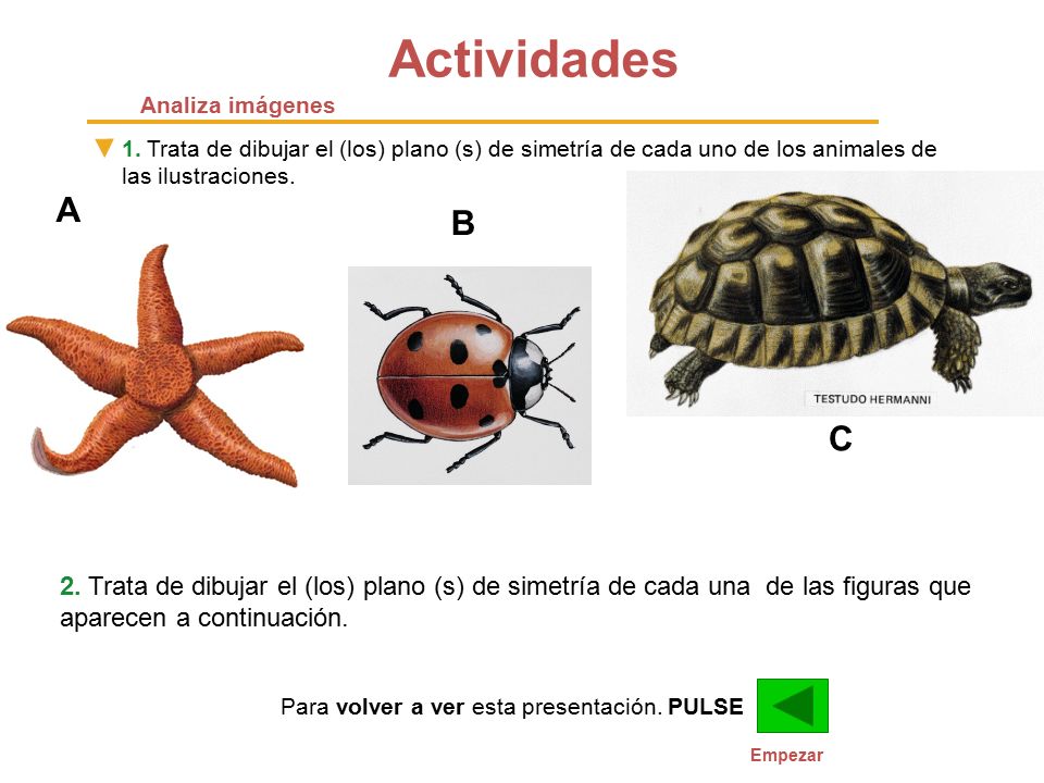Actividades Analiza imágenes. 1. Trata de dibujar el (los) plano (s) de simetría de cada uno de los animales de las ilustraciones.
