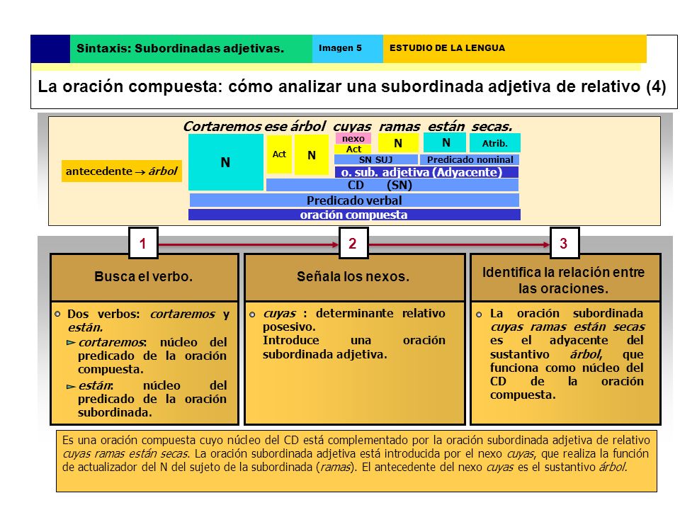La oración compuesta: cómo analizar una subordinada adjetiva de relativo (4)