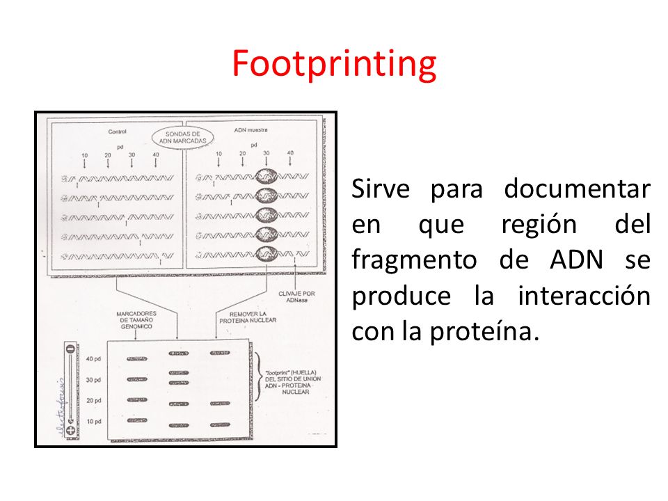 Footprinting Sirve para documentar en que región del fragmento de ADN se produce la interacción con la proteína.