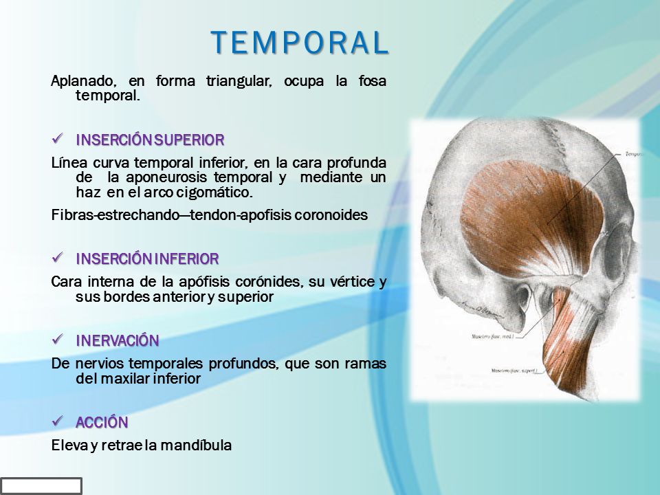 TEMPORAL Aplanado, en forma triangular, ocupa la fosa temporal.