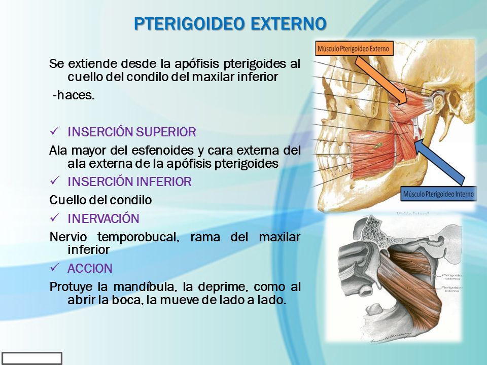 Pterigoideo externo Se extiende desde la apófisis pterigoides al cuello del condilo del maxilar inferior.