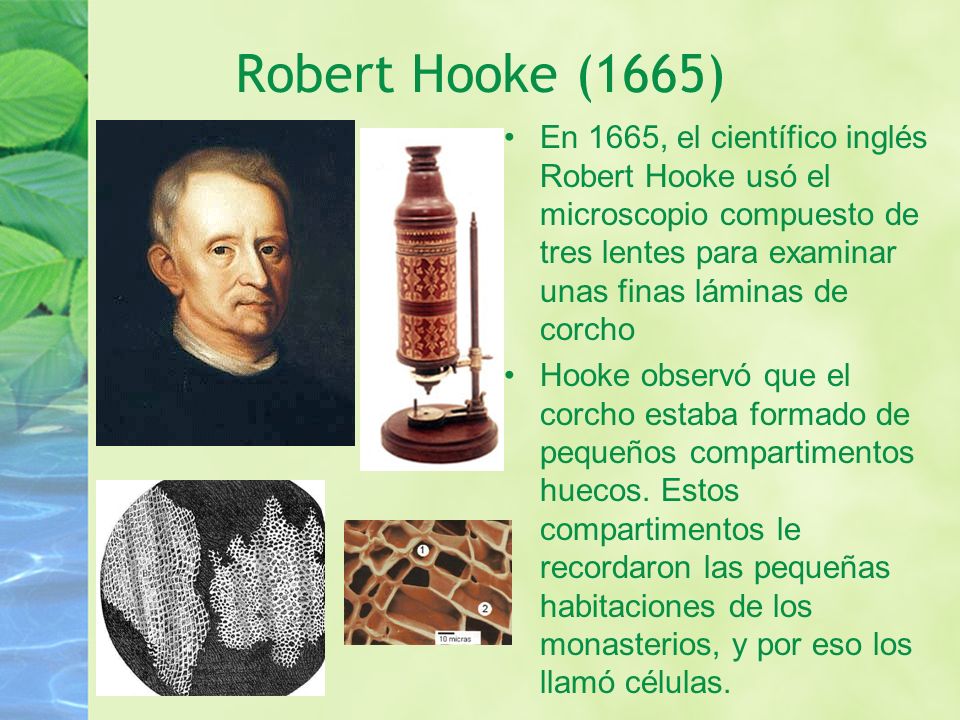 Robert Hooke (1665) En 1665, el científico inglés Robert Hooke usó el microscopio compuesto de tres lentes para examinar unas finas láminas de corcho.