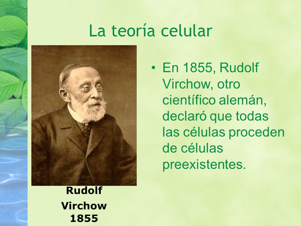 La teoría celular En 1855, Rudolf Virchow, otro científico alemán, declaró que todas las células proceden de células preexistentes.