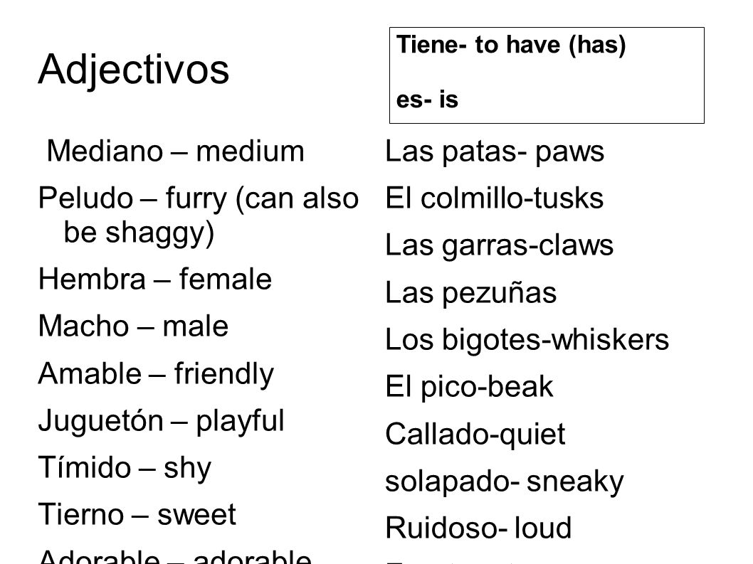 Adjectivos Mediano – medium Peludo – furry (can also be shaggy)