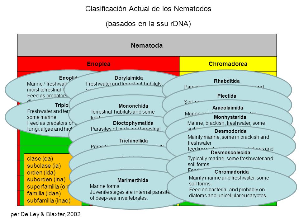 Clasificación Actual de los Nematodos (basados ​​en la ssu rDNA)