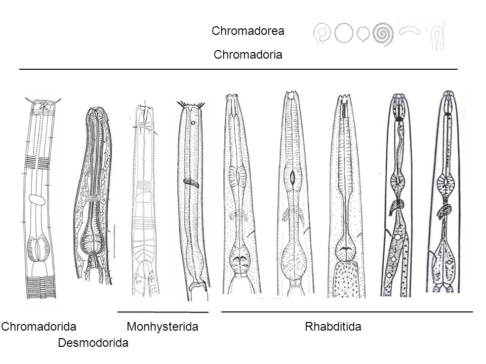 Chromadorea Chromadoria Chromadorida Desmodorida Monhysterida Rhabditida