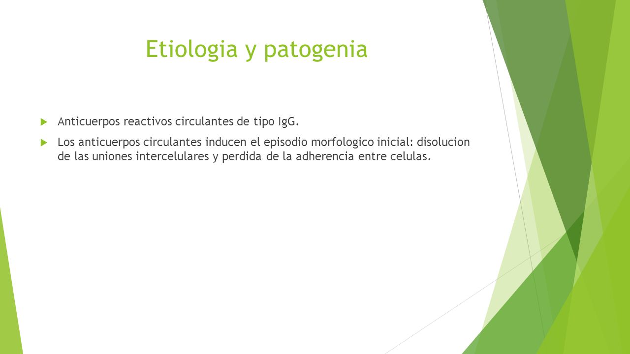 Etiologia y patogenia Anticuerpos reactivos circulantes de tipo IgG.