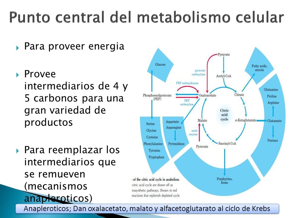 Para proveer energia Provee intermediarios de 4 y 5 carbonos para una