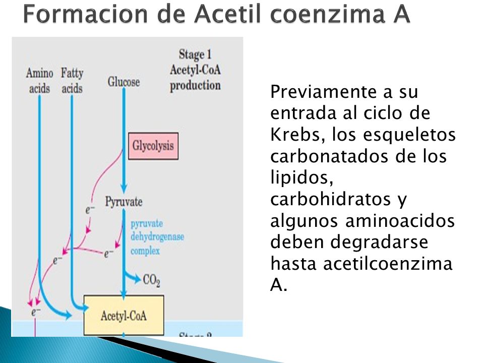 Previamente a su entrada al ciclo de. Krebs, los esqueletos. carbonatados de los. lipidos, carbohidratos y.