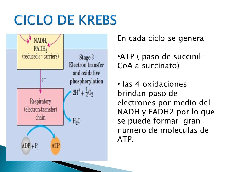 En cada ciclo se genera •ATP ( paso de succinil- CoA a succinato) • las 4 oxidaciones. brindan paso de.