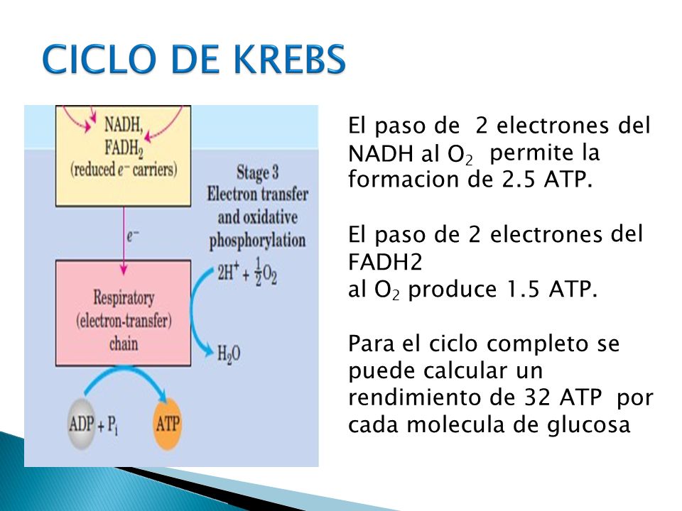 El paso de NADH al O2. 2 electrones del. permite la. formacion de 2.5 ATP. El paso de 2 electrones.