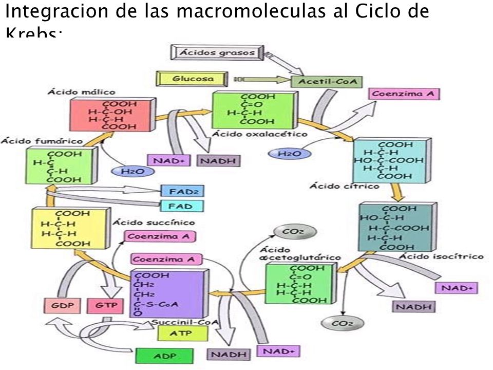Integracion de las macromoleculas al Ciclo de