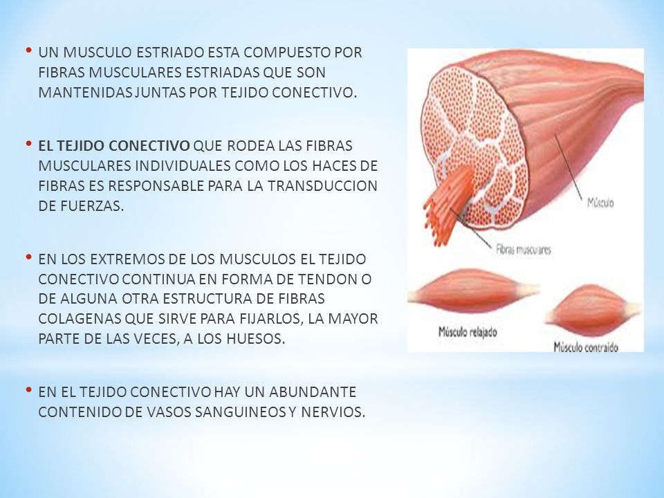 UN MUSCULO ESTRIADO ESTA COMPUESTO POR FIBRAS MUSCULARES ESTRIADAS QUE SON MANTENIDAS JUNTAS POR TEJIDO CONECTIVO.