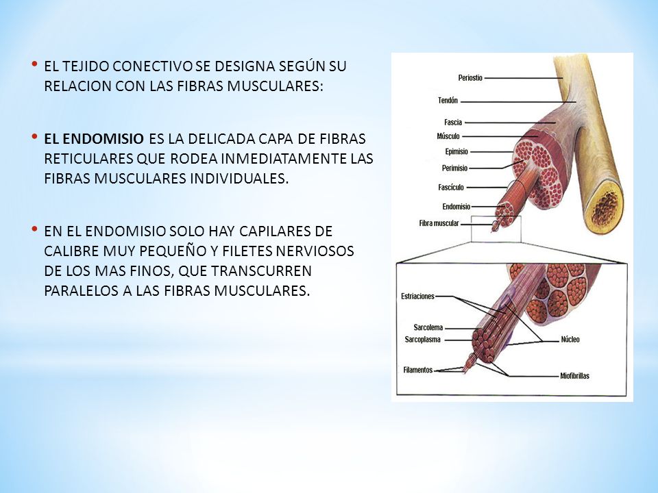 EL TEJIDO CONECTIVO SE DESIGNA SEGÚN SU RELACION CON LAS FIBRAS MUSCULARES: