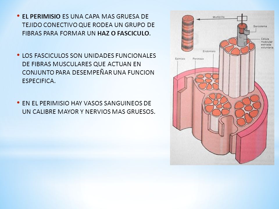 EL PERIMISIO ES UNA CAPA MAS GRUESA DE TEJIDO CONECTIVO QUE RODEA UN GRUPO DE FIBRAS PARA FORMAR UN HAZ O FASCICULO.