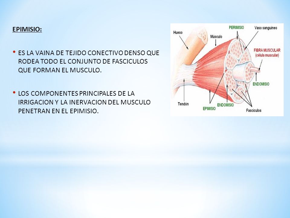 EPIMISIO: ES LA VAINA DE TEJIDO CONECTIVO DENSO QUE RODEA TODO EL CONJUNTO DE FASCICULOS QUE FORMAN EL MUSCULO.