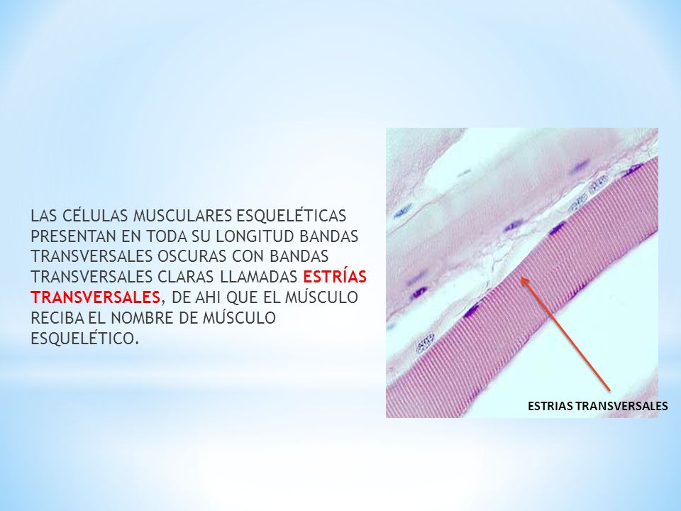 LAS CÉLULAS MUSCULARES ESQUELÉTICAS PRESENTAN EN TODA SU LONGITUD BANDAS TRANSVERSALES OSCURAS CON BANDAS TRANSVERSALES CLARAS LLAMADAS ESTRÍAS TRANSVERSALES, DE AHI QUE EL MÚSCULO RECIBA EL NOMBRE DE MÚSCULO ESQUELÉTICO.