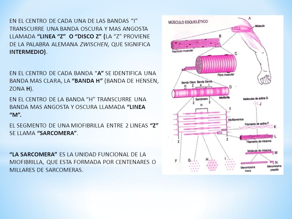 EN EL CENTRO DE CADA UNA DE LAS BANDAS I TRANSCURRE UNA BANDA OSCURA Y MAS ANGOSTA LLAMADA LINEA Z O DISCO Z (LA Z PROVIENE DE LA PALABRA ALEMANA ZWISCHEN, QUE SIGNIFICA INTERMEDIO).