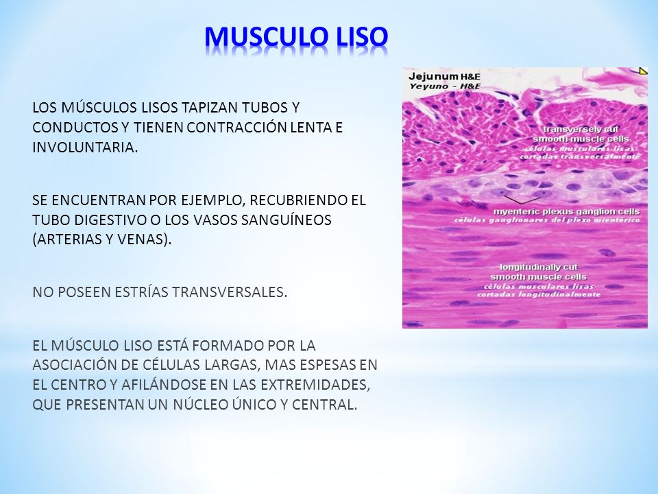 MUSCULO LISO LOS MÚSCULOS LISOS TAPIZAN TUBOS Y CONDUCTOS Y TIENEN CONTRACCIÓN LENTA E INVOLUNTARIA.