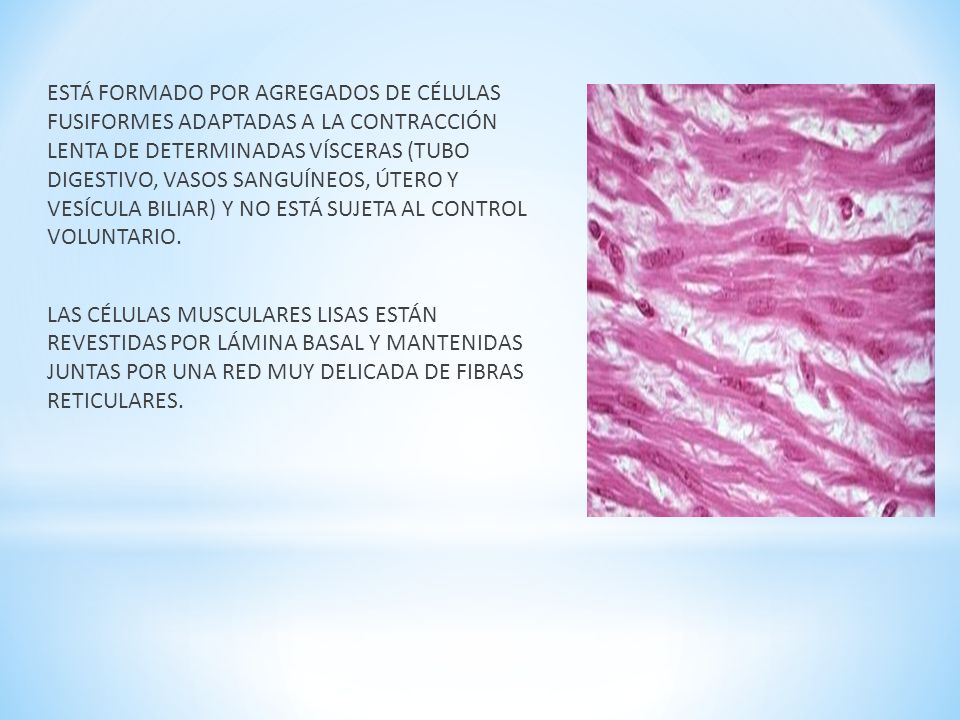 ESTÁ FORMADO POR AGREGADOS DE CÉLULAS FUSIFORMES ADAPTADAS A LA CONTRACCIÓN LENTA DE DETERMINADAS VÍSCERAS (TUBO DIGESTIVO, VASOS SANGUÍNEOS, ÚTERO Y VESÍCULA BILIAR) Y NO ESTÁ SUJETA AL CONTROL VOLUNTARIO.