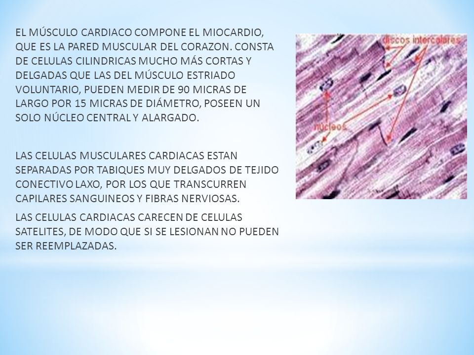 EL MÚSCULO CARDIACO COMPONE EL MIOCARDIO, QUE ES LA PARED MUSCULAR DEL CORAZON.