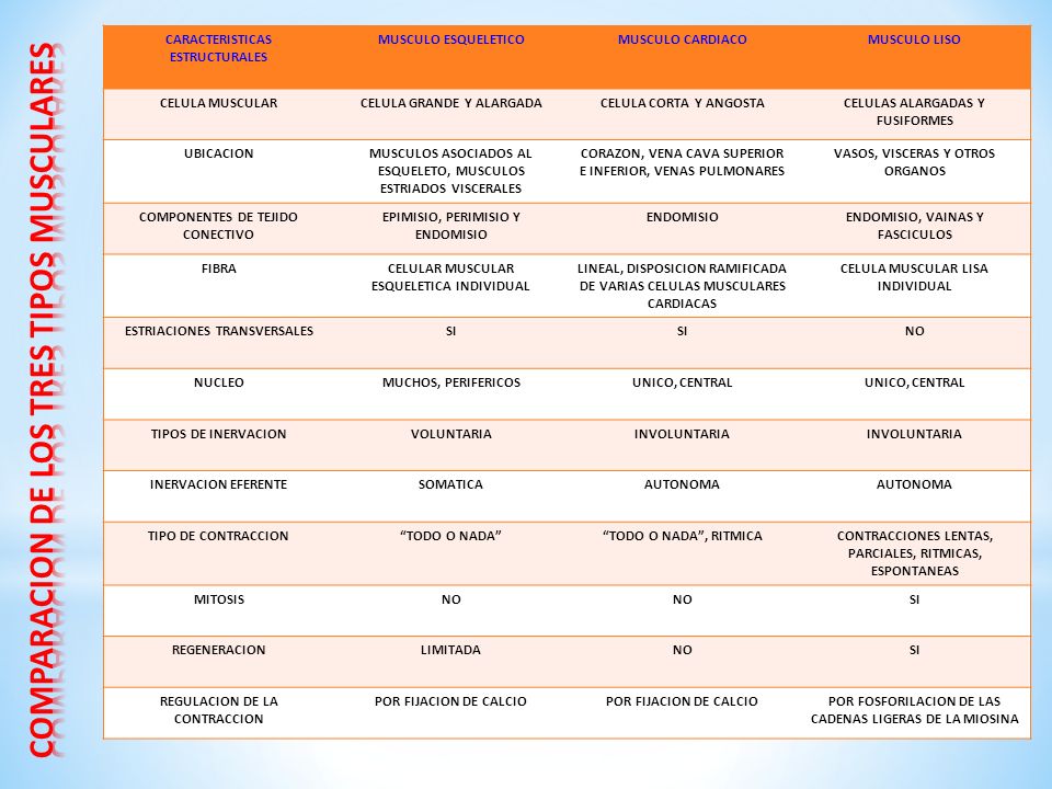 COMPARACION DE LOS TRES TIPOS MUSCULARES