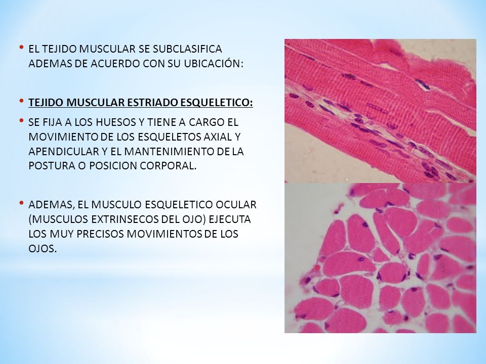 EL TEJIDO MUSCULAR SE SUBCLASIFICA ADEMAS DE ACUERDO CON SU UBICACIÓN: