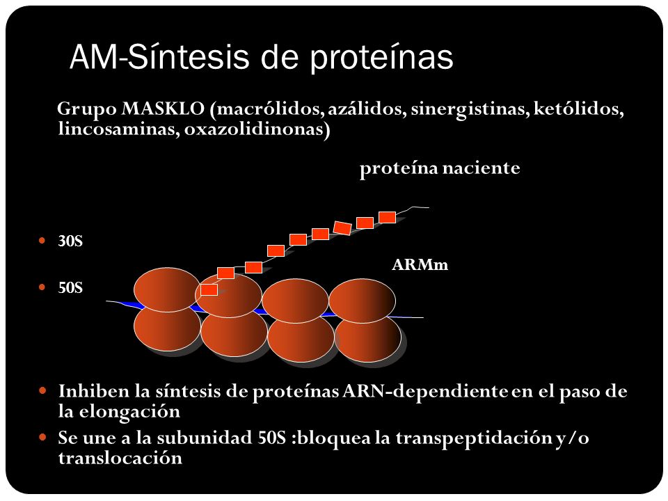 AM-Síntesis de proteínas