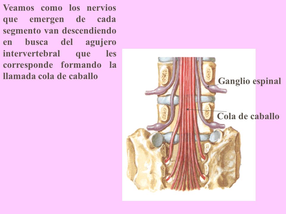 Veamos como los nervios que emergen de cada segmento van descendiendo en busca del agujero intervertebral que les corresponde formando la llamada cola de caballo