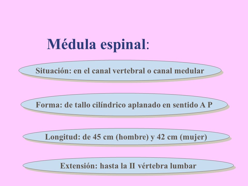 Médula espinal: Situación: en el canal vertebral o canal medular