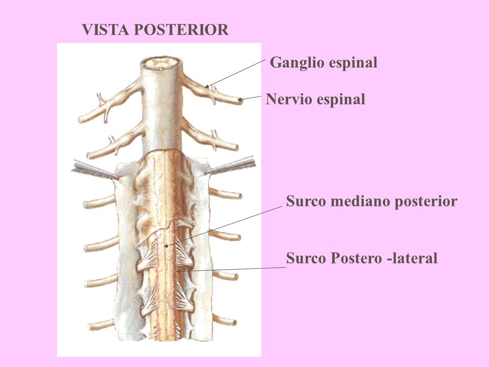 VISTA POSTERIOR Surco mediano posterior Surco Postero -lateral Ganglio espinal Nervio espinal