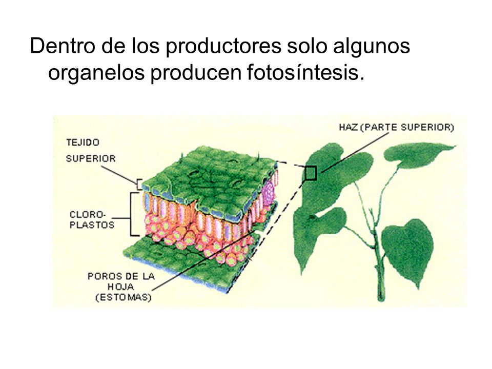 Dentro de los productores solo algunos organelos producen fotosíntesis.