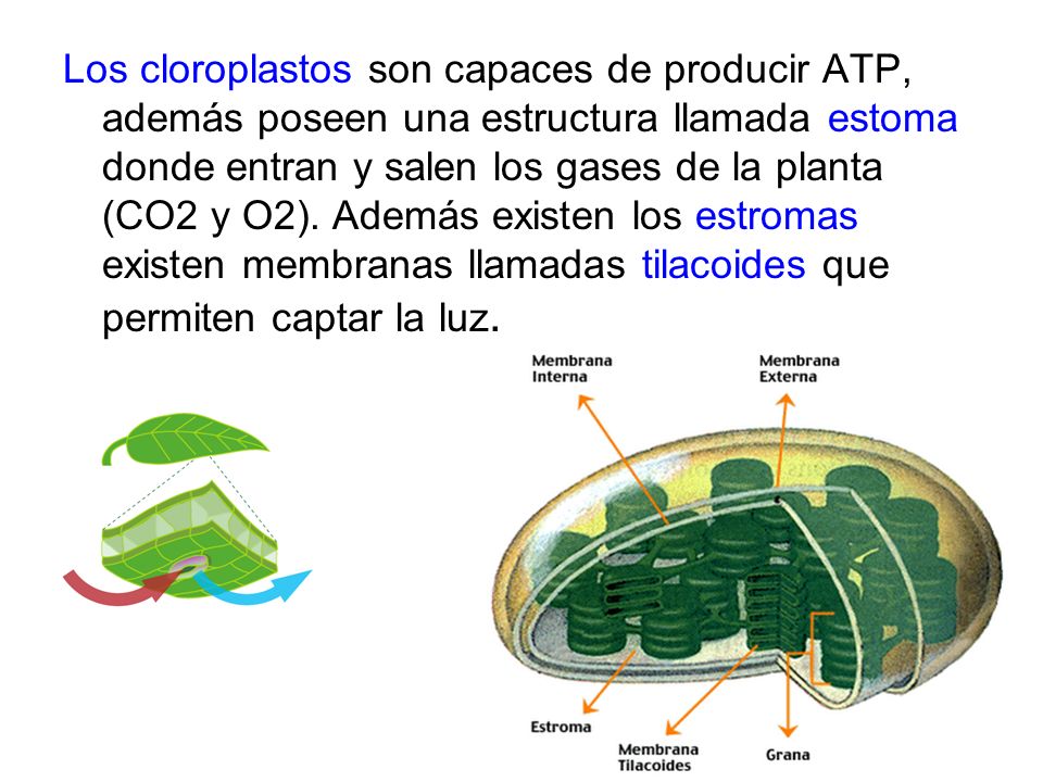 Los cloroplastos son capaces de producir ATP, además poseen una estructura llamada estoma donde entran y salen los gases de la planta (CO2 y O2).