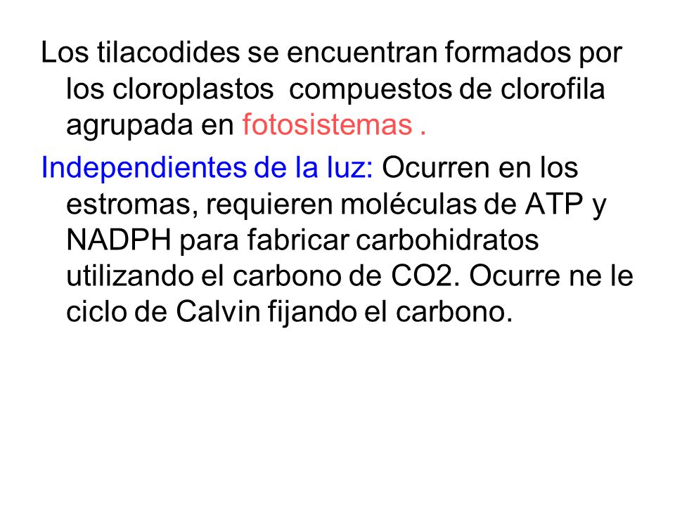 Los tilacodides se encuentran formados por los cloroplastos compuestos de clorofila agrupada en fotosistemas .