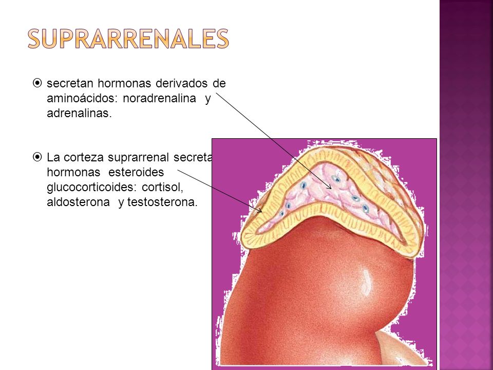 suprarrenales secretan hormonas derivados de aminoácidos: noradrenalina y adrenalinas.