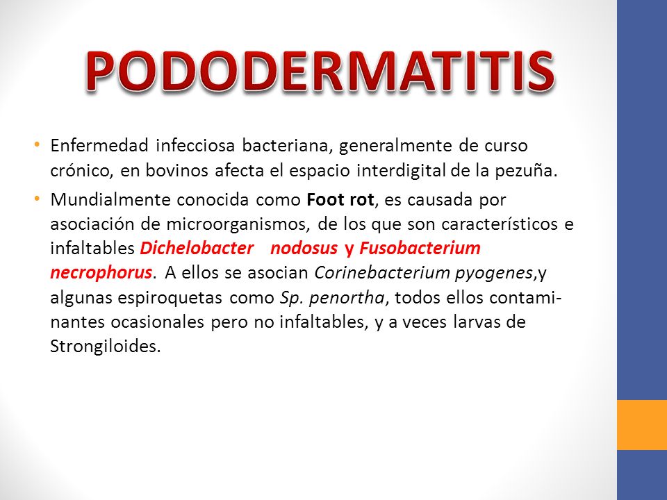 PODODERMATITIS Enfermedad infecciosa bacteriana, generalmente de curso crónico, en bovinos afecta el espacio interdigital de la pezuña.