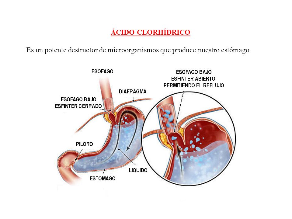 ÁCIDO CLORHÍDRICO Es un potente destructor de microorganismos que produce nuestro estómago.
