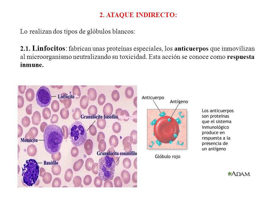 2. ATAQUE INDIRECTO: Lo realizan dos tipos de glóbulos blancos: