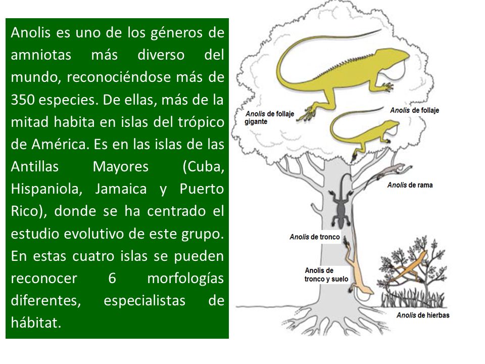 Anolis es uno de los géneros de amniotas más diverso del mundo, reconociéndose más de 350 especies.