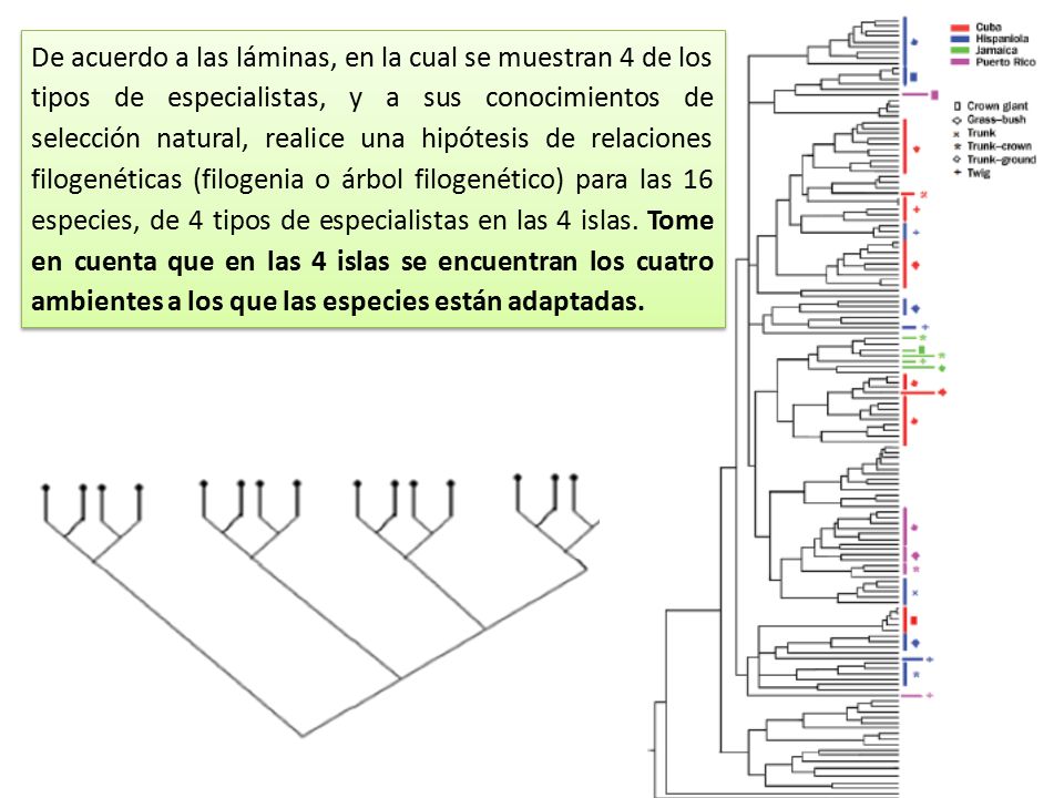 De acuerdo a las láminas, en la cual se muestran 4 de los tipos de especialistas, y a sus conocimientos de selección natural, realice una hipótesis de relaciones filogenéticas (filogenia o árbol filogenético) para las 16 especies, de 4 tipos de especialistas en las 4 islas.