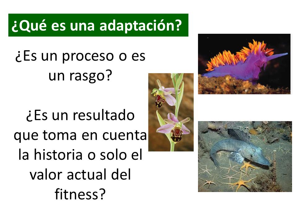 ¿Qué es una adaptación. ¿Es un proceso o es un rasgo.