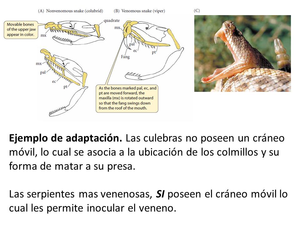 Ejemplo de adaptación. Las culebras no poseen un cráneo móvil, lo cual se asocia a la ubicación de los colmillos y su forma de matar a su presa.