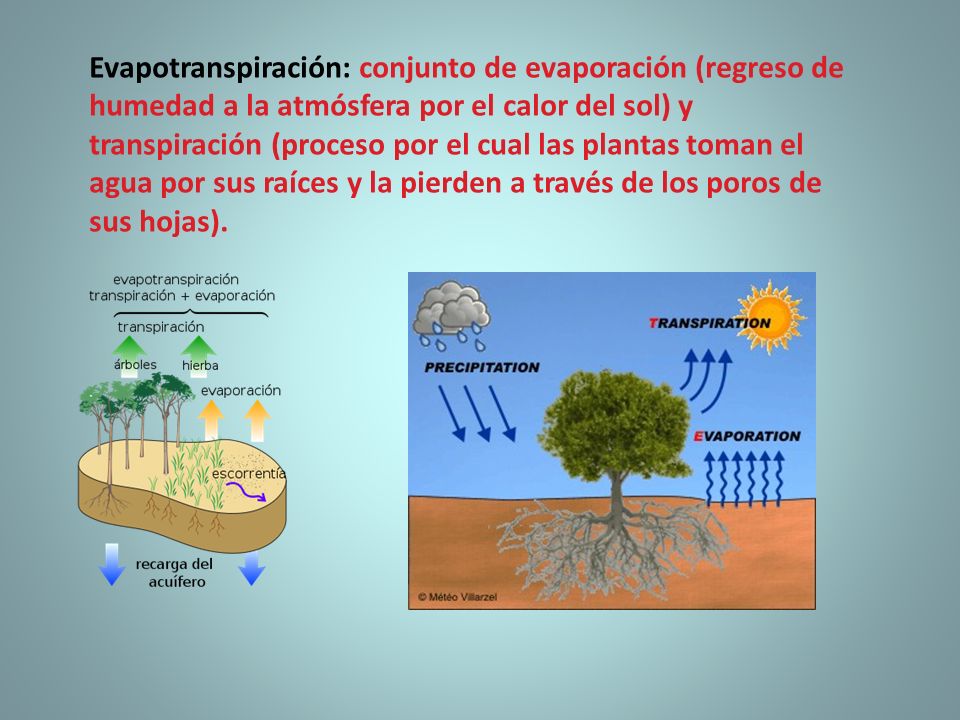 Evapotranspiración: conjunto de evaporación (regreso de humedad a la atmósfera por el calor del sol) y transpiración (proceso por el cual las plantas toman el agua por sus raíces y la pierden a través de los poros de sus hojas).