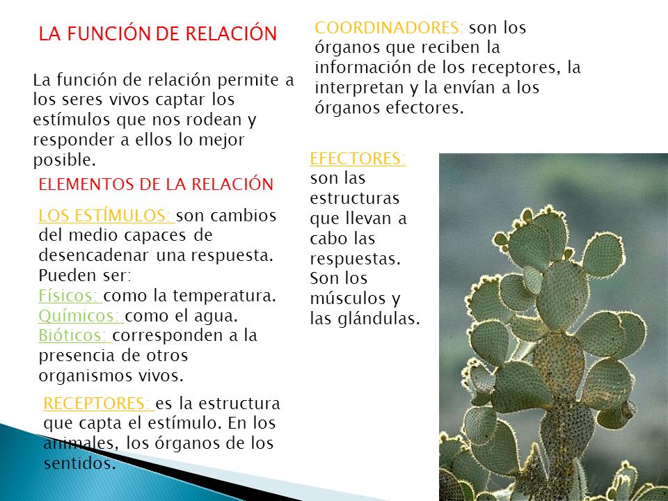 COORDINADORES: son los órganos que reciben la información de los receptores, la interpretan y la envían a los órganos efectores.