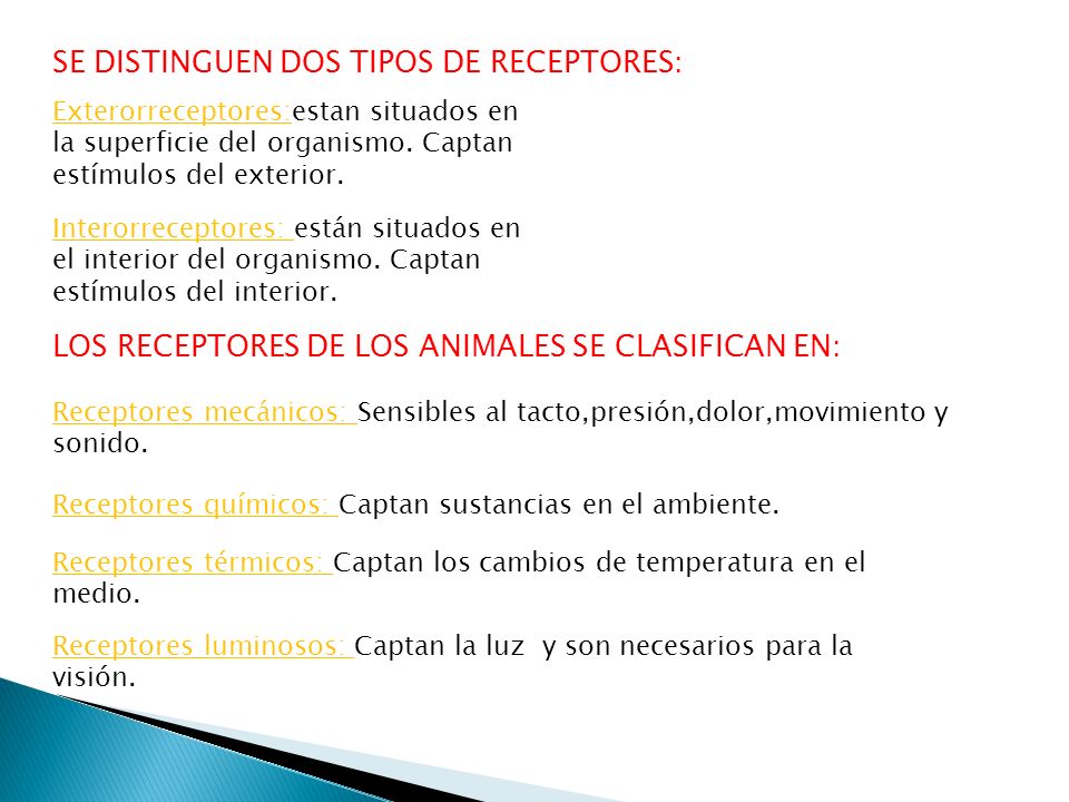SE DISTINGUEN DOS TIPOS DE RECEPTORES: