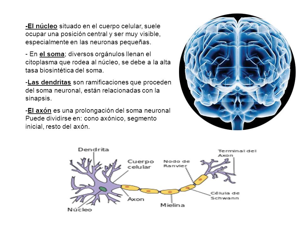 -El núcleo situado en el cuerpo celular, suele ocupar una posición central y ser muy visible, especialmente en las neuronas pequeñas.