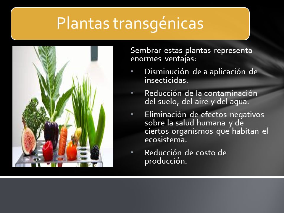 Plantas transgénicas Sembrar estas plantas representa enormes ventajas: Disminución de a aplicación de insecticidas.