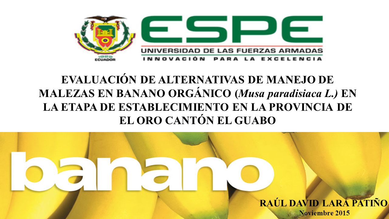 EVALUACIÓN DE ALTERNATIVAS DE MANEJO DE MALEZAS EN BANANO ORGÁNICO (Musa paradisiaca L.) EN LA ETAPA DE ESTABLECIMIENTO EN LA PROVINCIA DE EL ORO CANTÓN EL GUABO