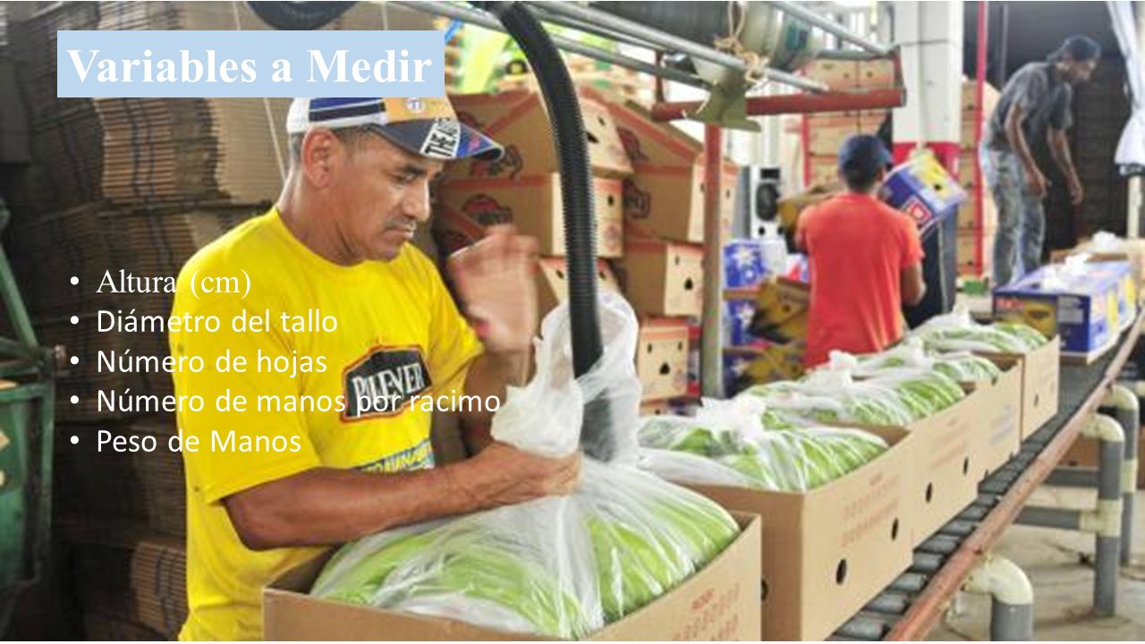 Variables a Medir Altura (cm) Diámetro del tallo Número de hojas
